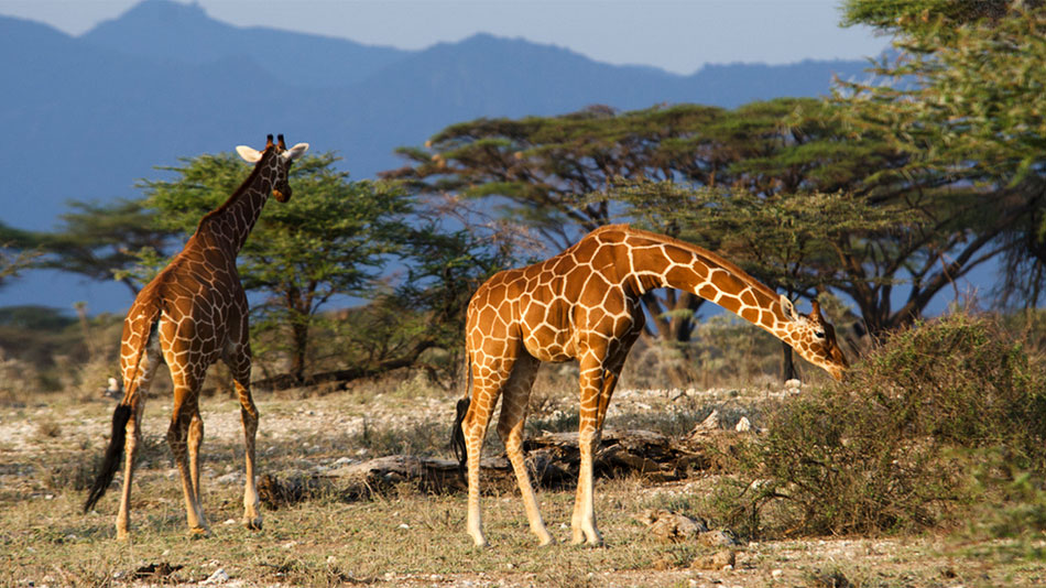 How to choose the best safari company in Tanzania | 4x4 Self Drive Africa