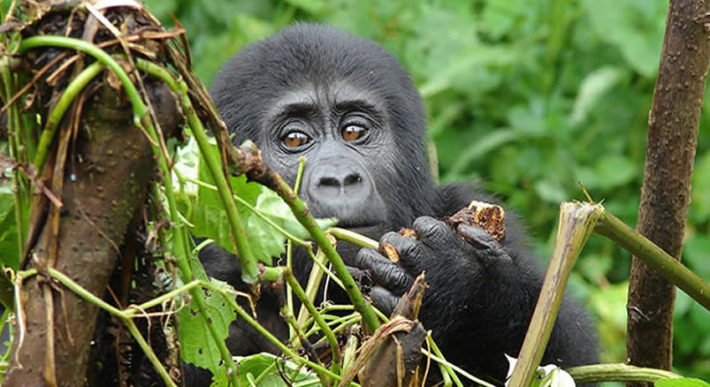 gorilla mgahinga national park
