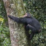 Chimpanzee in nyungwe Forest