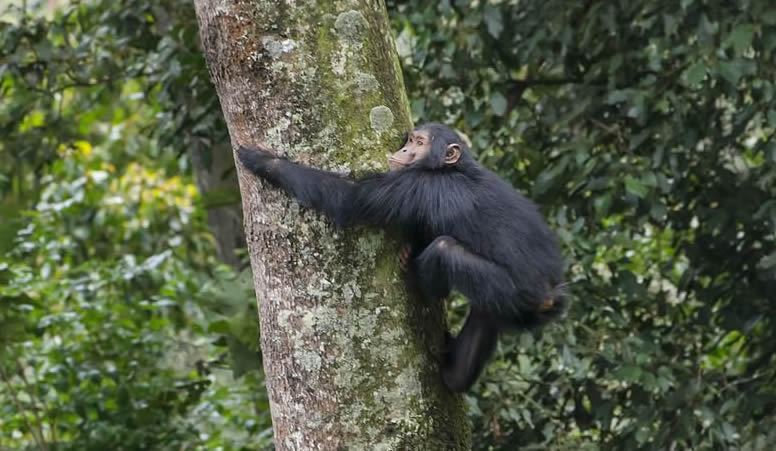 Chimpanzee in nyungwe Forest