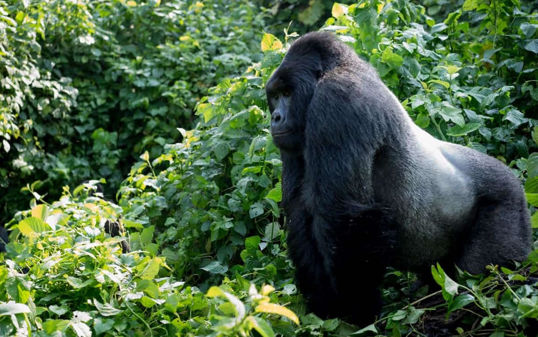 Silverback gorilla Tourism